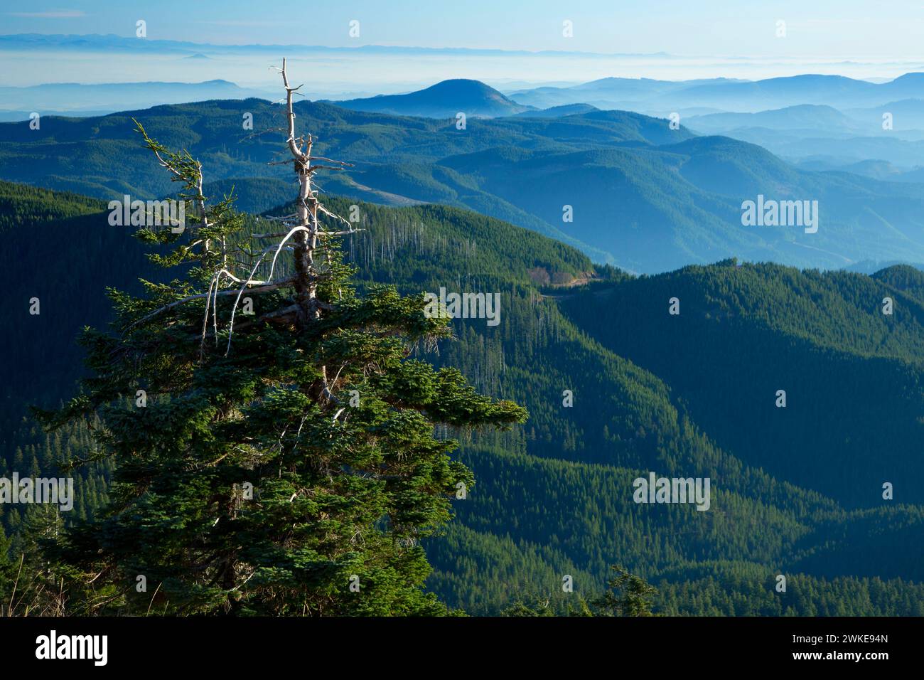 Küstenblick Palette von Marys Spitze, malerischen botanischen Marys Peakfläche, Siuslaw National Forest, Oregon Stockfoto