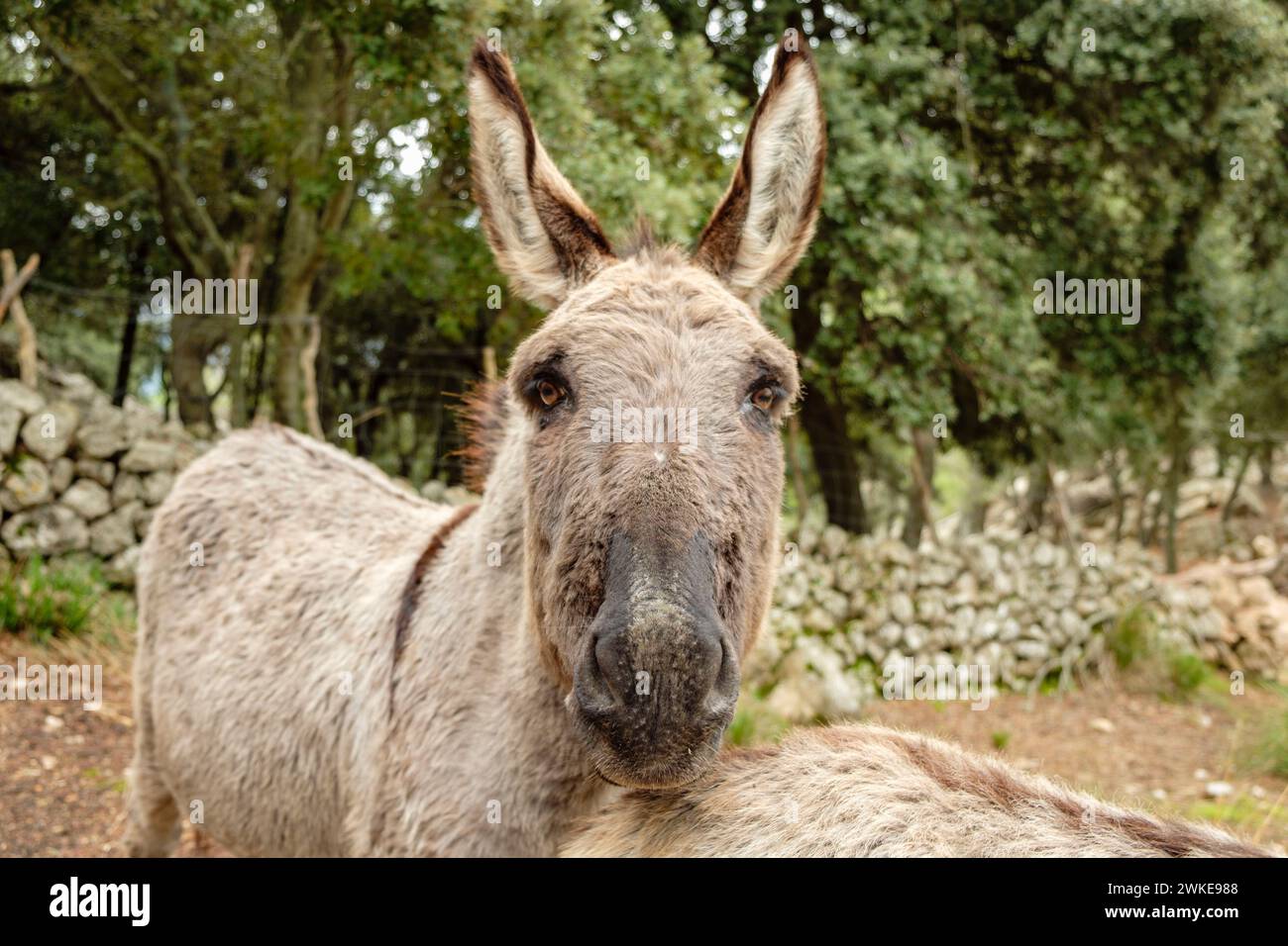 Burro, Camino des Cingles ( cami des Binis), Fornalutx, Mallorca, balearen, Spanien. Stockfoto