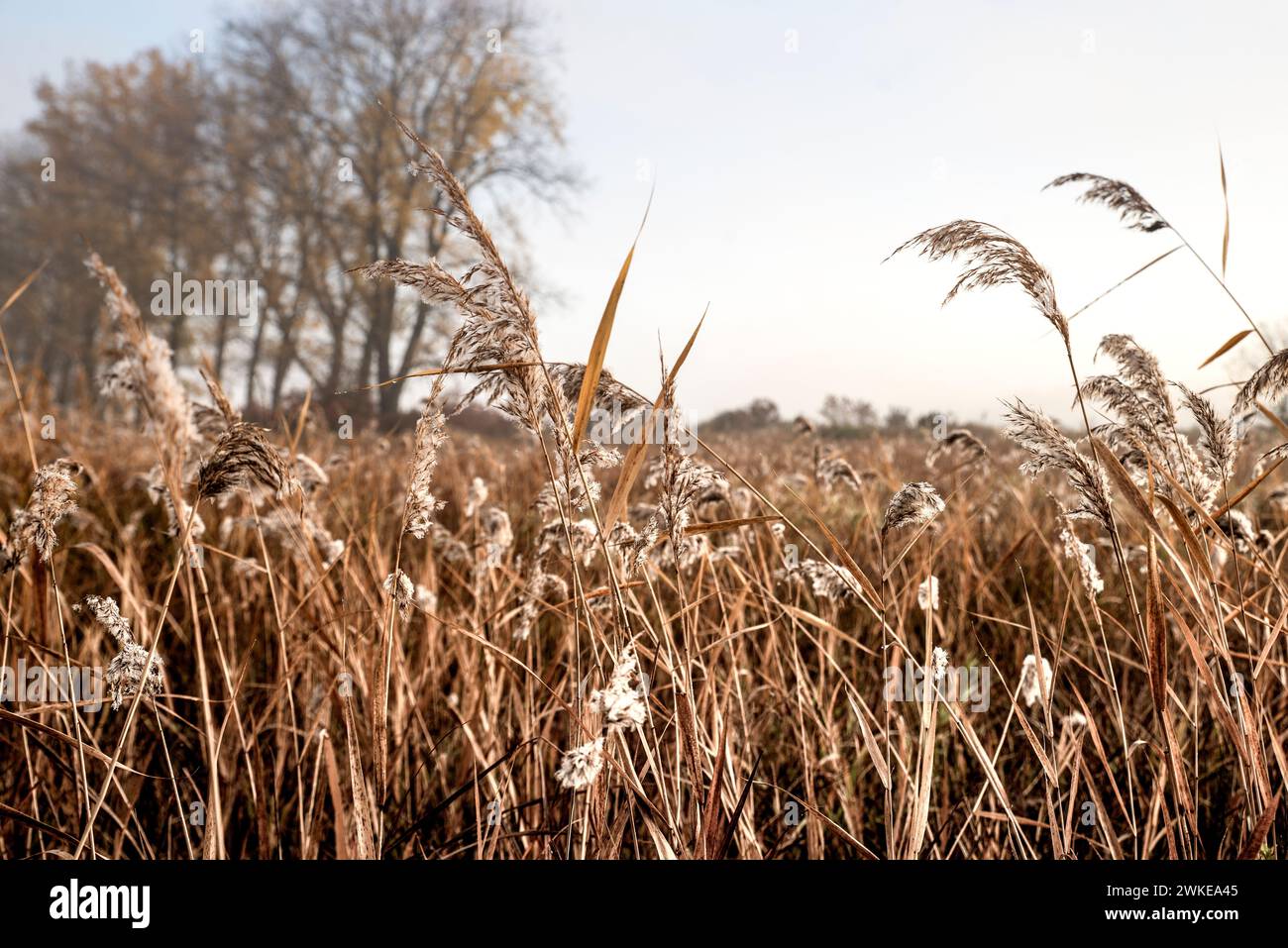 Morgenlandschaft eines Feldes mit hohem trockenem Gras. Auf dem Gras ist Morgentau. Stockfoto