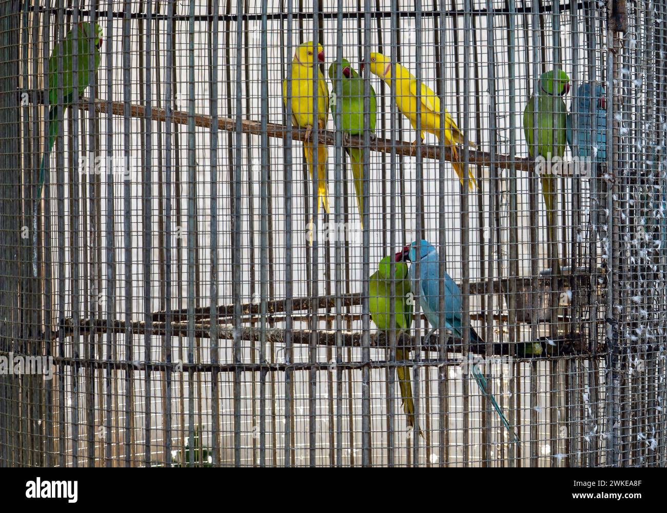 Blaue, gelbe und grüne Papageien in einem Käfig in Bridgetown Stockfoto