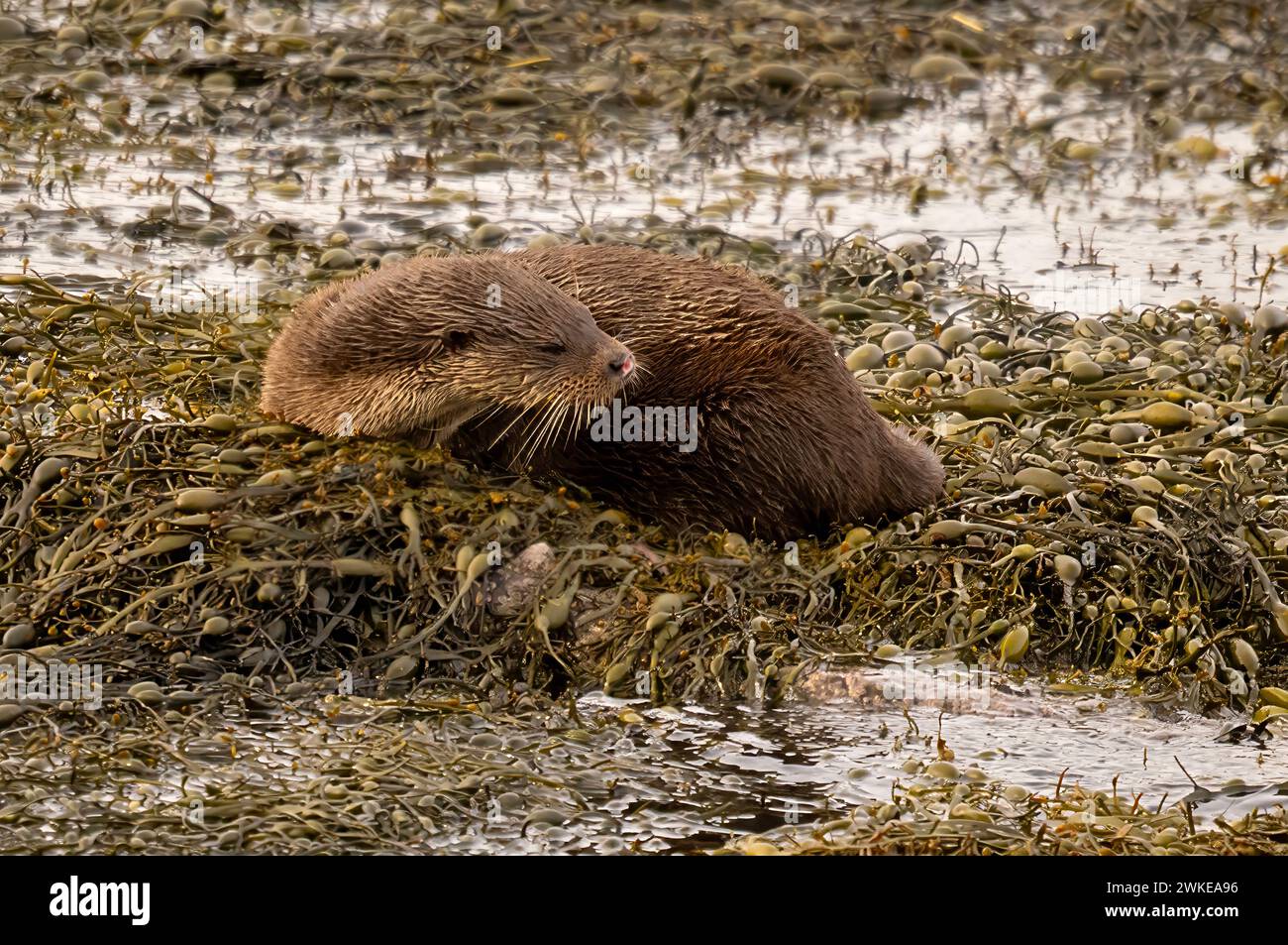 Eurasische Otter Isle of Mull Loch Spelve Stockfoto