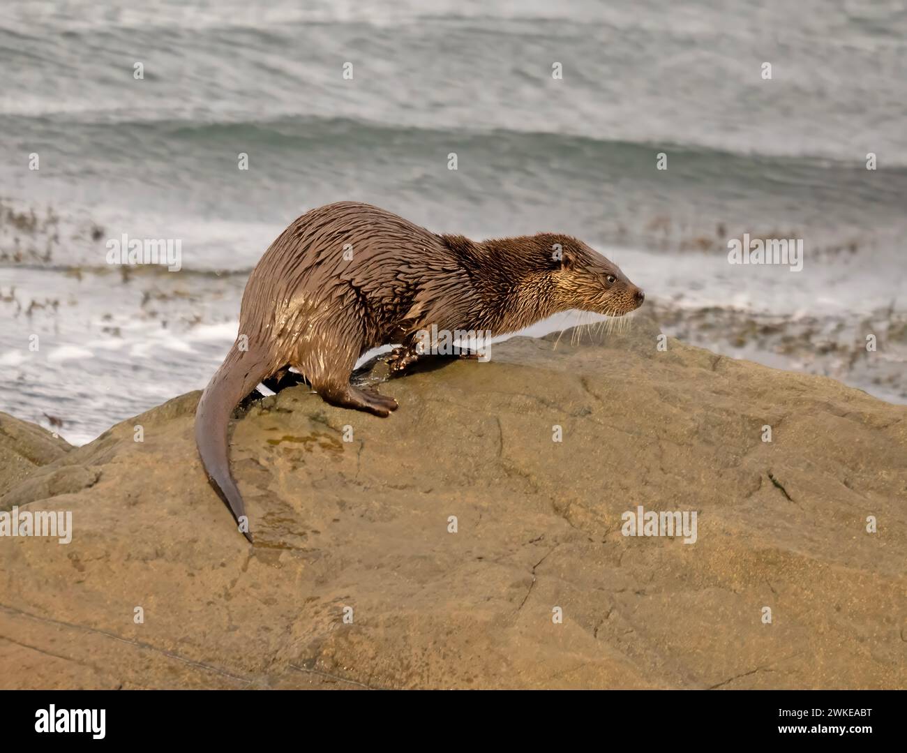 Eurasische Otter Isle of Mull Loch Spelve Stockfoto