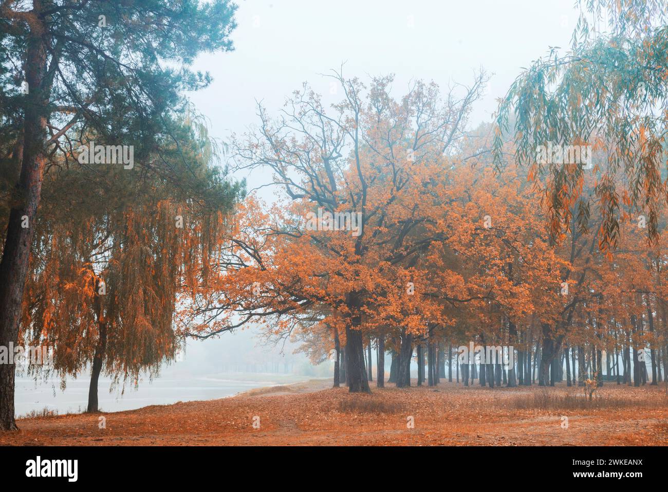 Herbstlicher nebeliger Morgen im Park. Großer Baum mit orangefarbenen Blättern. Baum am See. Mystischer Morgen im Park. See mit Nebel im Park im Herbst Stockfoto
