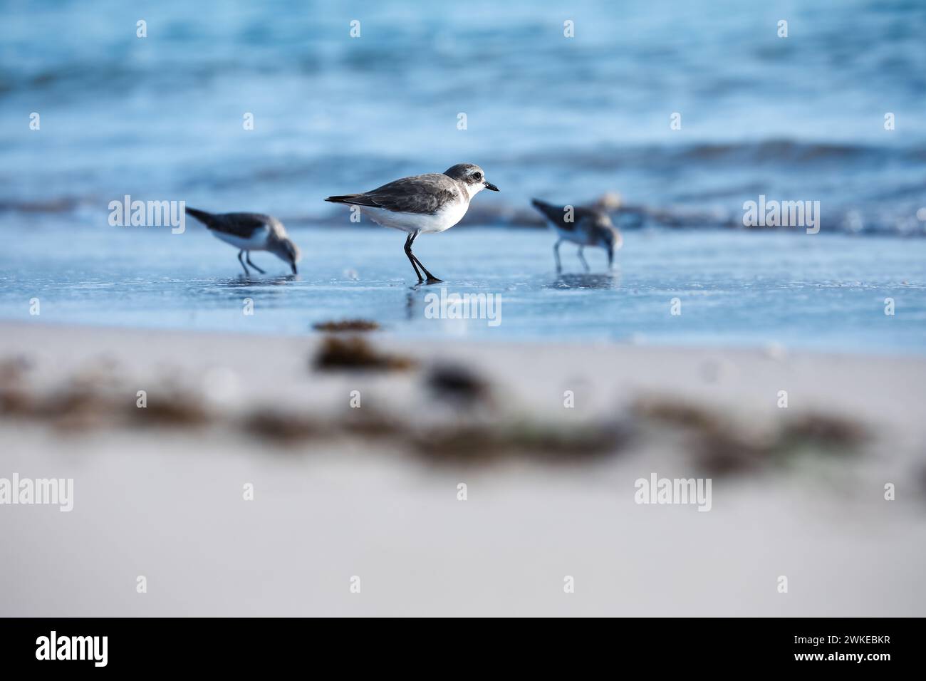 Die Pflückvögel standen nebeneinander im Wasser an einem Strandufer Stockfoto