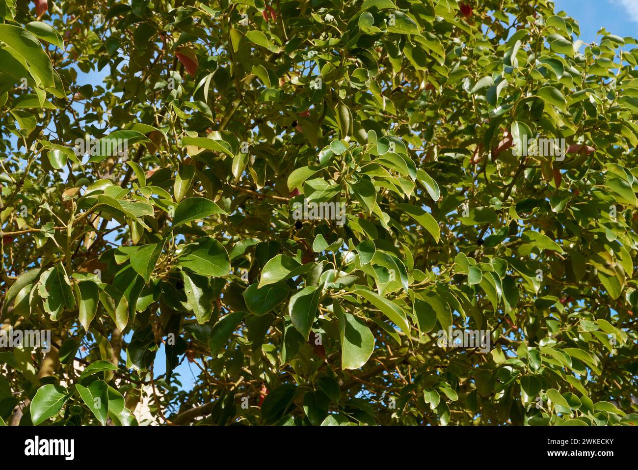 Cinnamomum camphora Ast aus nächster Nähe Stockfoto