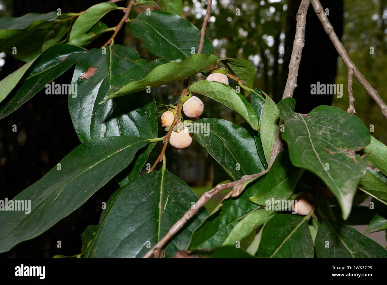 Diospyros Lotus Ast aus der Nähe Stockfoto