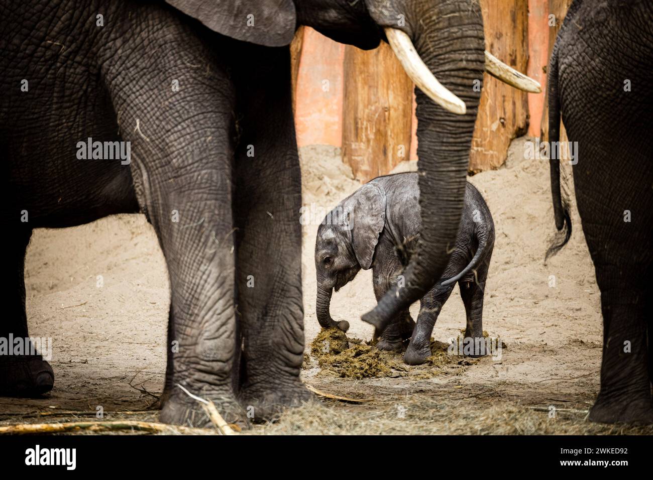 Hilvarenbeek, Niederlande. Februar 2024. HILVARENBEEK - Elefantenkalb Tendai in ihrem Gehege im Zoo von Beekse Bergen. Noch nie zuvor sind drei afrikanische Elefanten in so kurzer Zeit in einem europäischen Zoo geboren worden, sagt der Park. ANP ROB ENGELAAR niederlande Out - belgien Out Credit: ANP/Alamy Live News Stockfoto