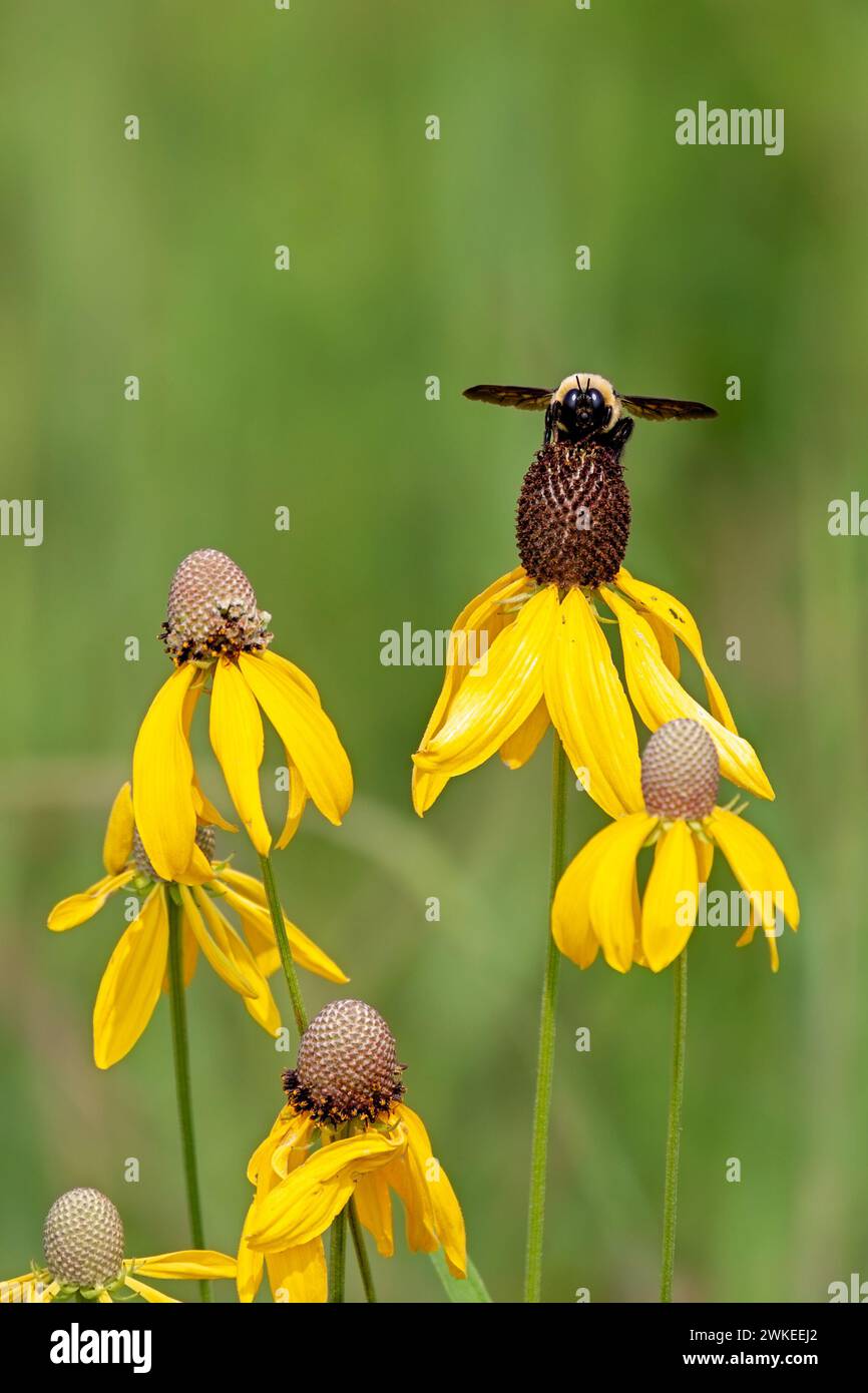Ein Bild von einer goldenen und schwarzen Hummel, die einen gelben Coneflower bestäubt. Sanfte grüne Farben des Graslands bilden den Hintergrund. Stockfoto