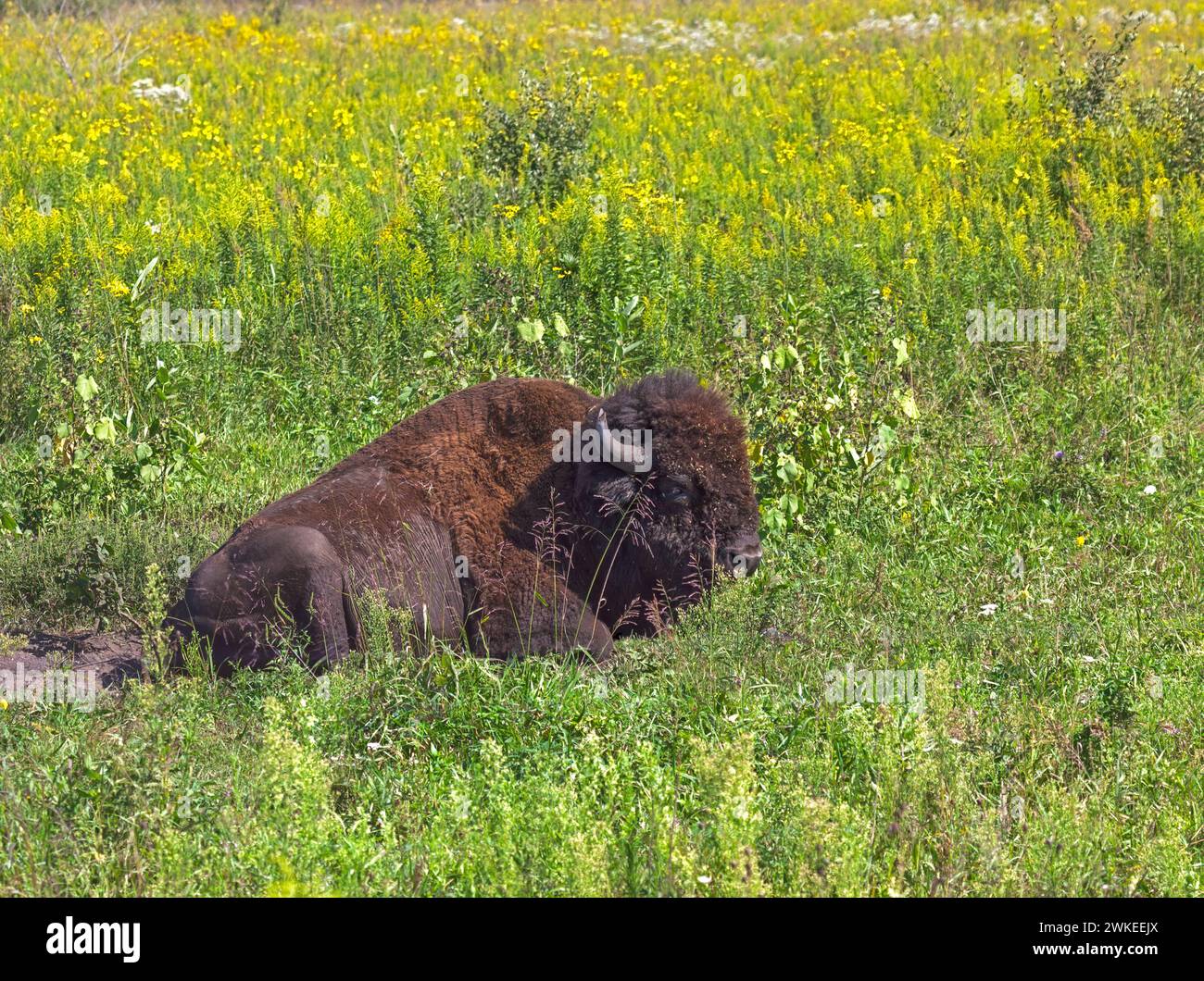 Ein Büffel legt sich in seiner trockenen Wolle inmitten einer Prärie goldener Blumen nieder. Stockfoto
