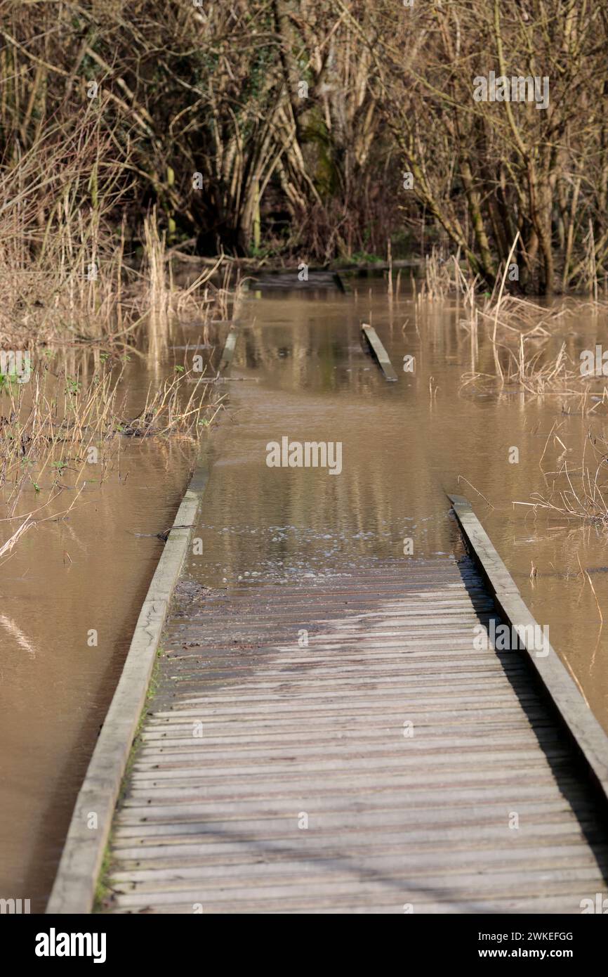 Überschwemmungen überschwemmen Wasser im Warnham Naturschutzgebiet Horsham UK Frühfrühlingshäuser platzen Flussufer und halbuntergetauchte Boardwanderungen als lange Regenperioden Stockfoto