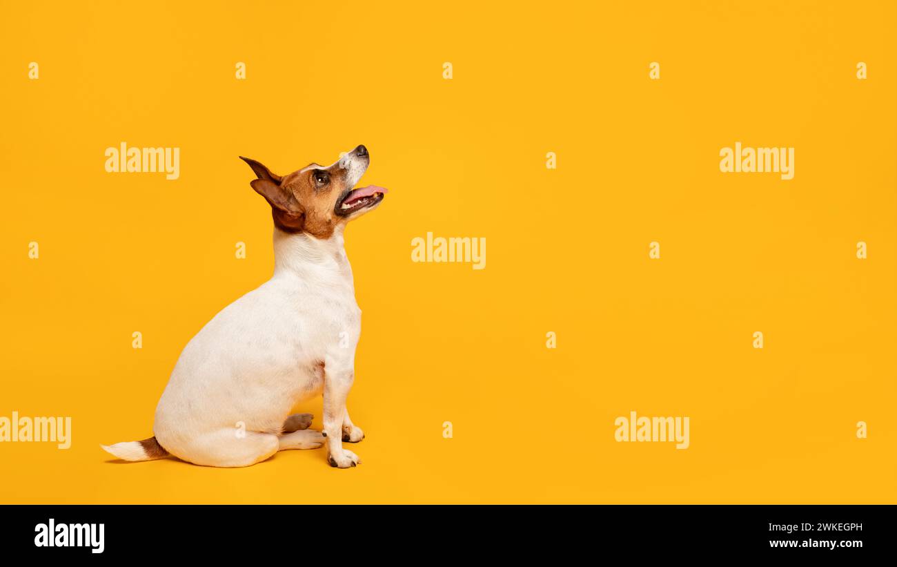 Jack Russell Terrier sitzt aufmerksam vor gelbem Hintergrund, freier Platz Stockfoto