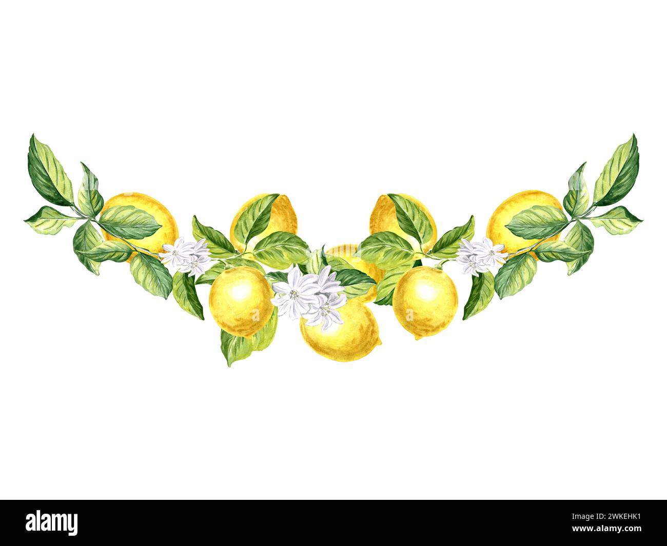 Zusammensetzung von Zitronen-Früchten mit grünen Blättern und Blüten. Handgezeichnete Aquarellillustration von saftigen Zitrusfrüchten im Sommer. Isolierte Druckvorlage für Auto Stockfoto