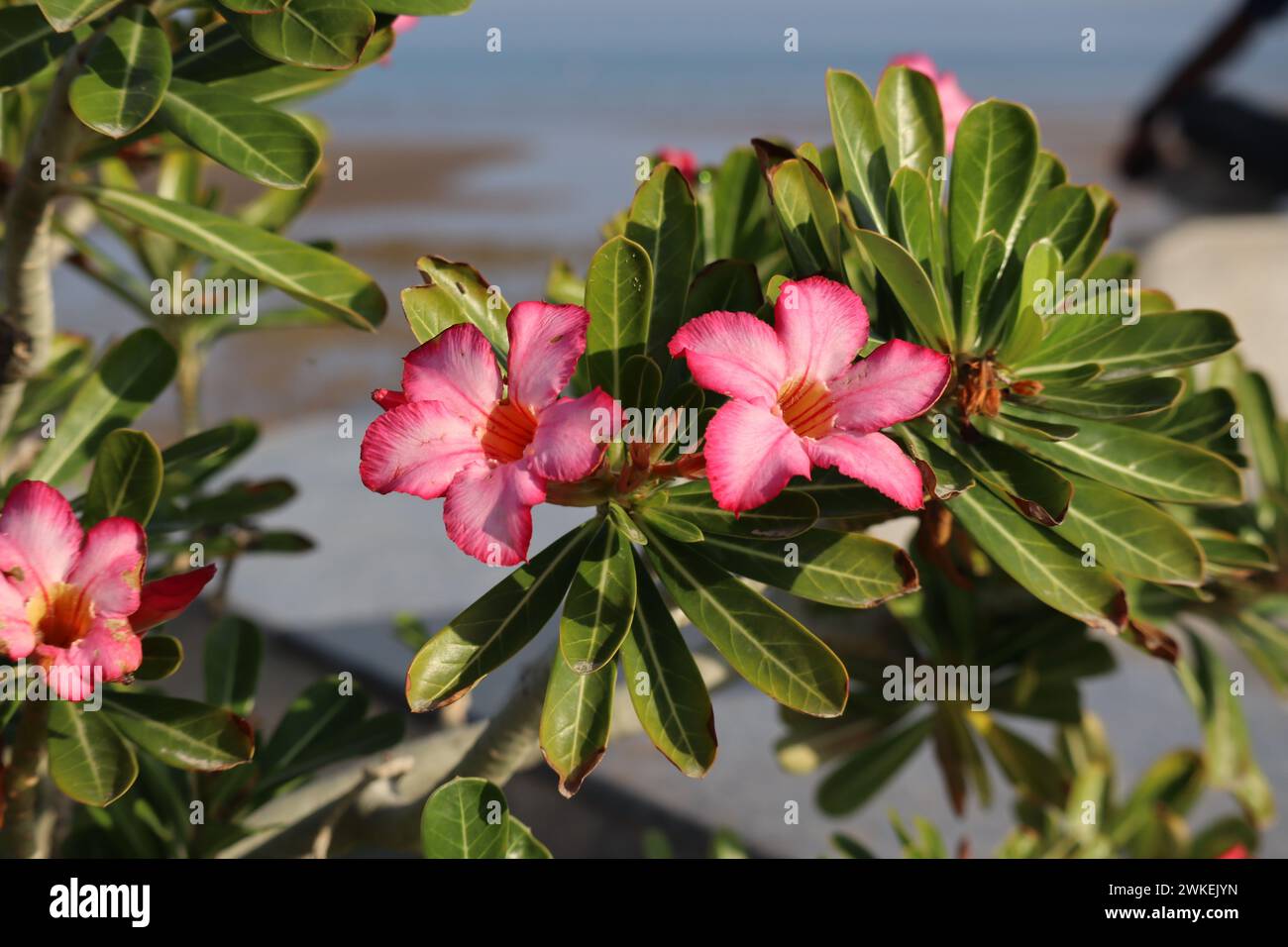 Saftige Schönheit, Wüstenrose Stockfoto
