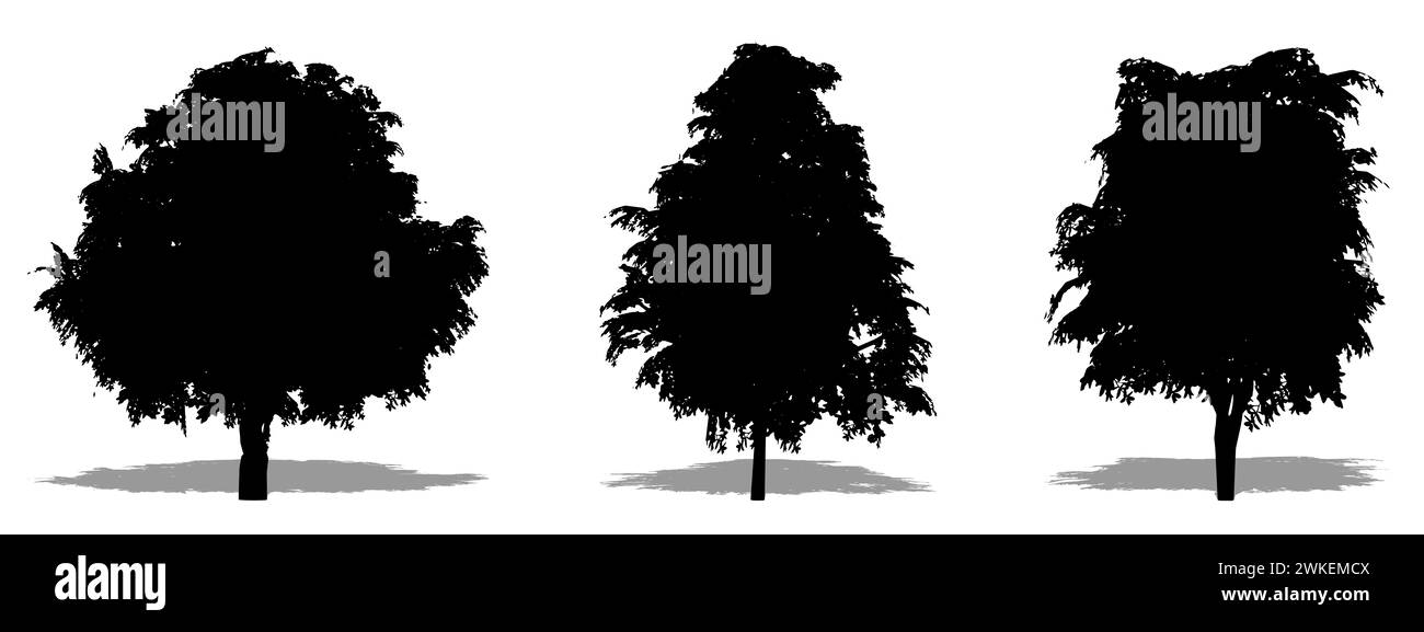 Set oder Sammlung von Magnolia Grandiflora Bäumen als schwarze Silhouette auf weißem Hintergrund. Konzept- oder konzeptionelle 3D-Illustration für Natur, Planet, e Stockfoto