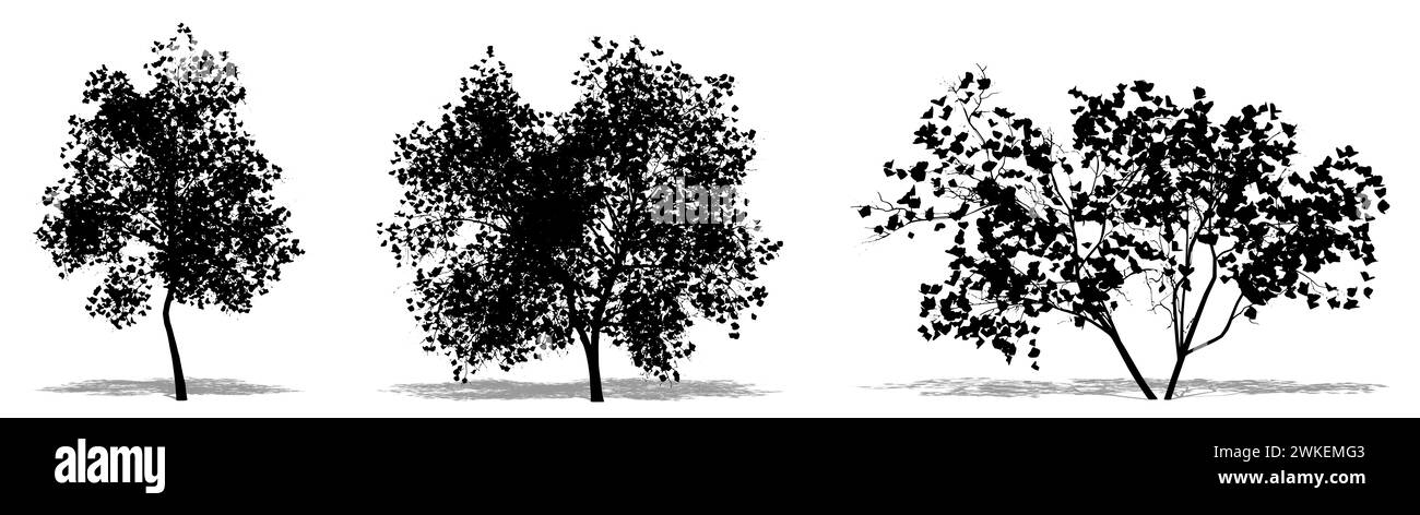 Set oder Sammlung von Magnolia Flowers Bäumen als schwarze Silhouette auf weißem Hintergrund. Konzept oder konzeptionelle 3D-Illustration für Natur, Planet, ecolo Stockfoto
