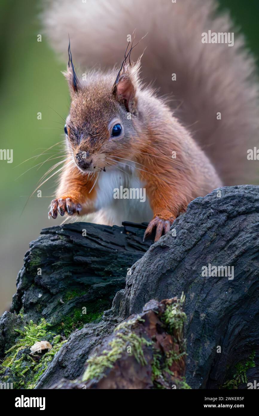 Ein Rotes Eichhörnchen, das in einem schottischen Wald auf der Suche ist Stockfoto