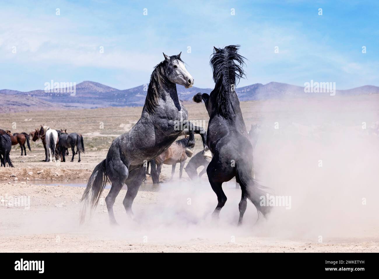 Die Wildpferdeherde des Onaqui Mountain hat eine leichte bis mittelschwere Struktur und ist in Farben wie Sauerampfer, roan, Buchleder, Schwarz, Palomino, und grau. Stockfoto