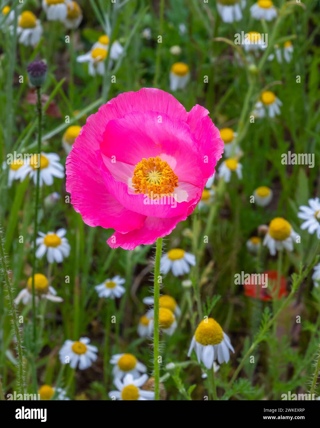 Blühende Shirley-Mohn- und Gänseblümchen-Blumen, Pleasant Hill Farm, Fennville, Michigan. Stockfoto