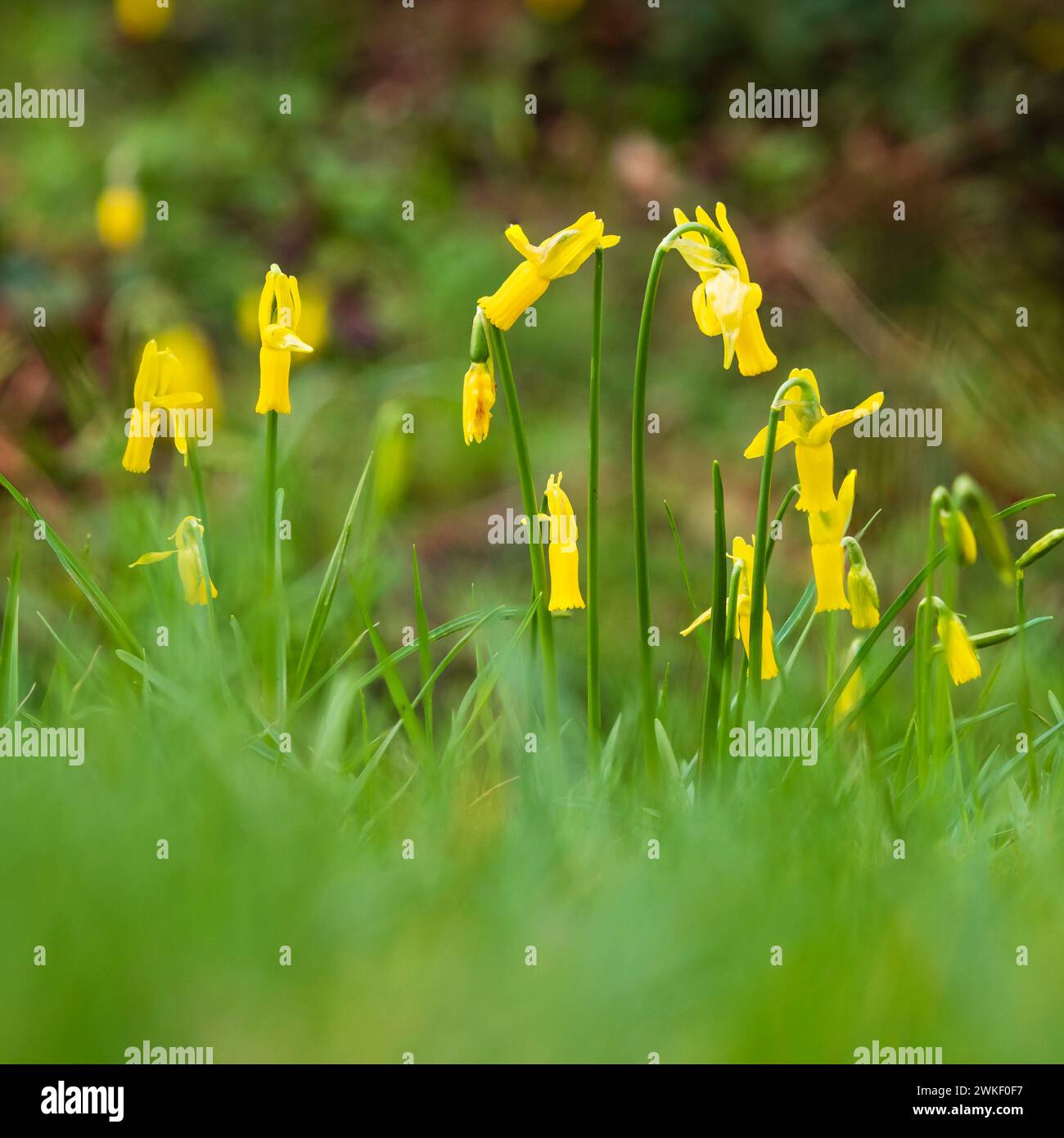 Gelbe Blüten mit Reflexblättern der Miniatur, Spätwinter bis Frühfrühlingsblühende Narzissen, Narcissus cyclamineus Stockfoto