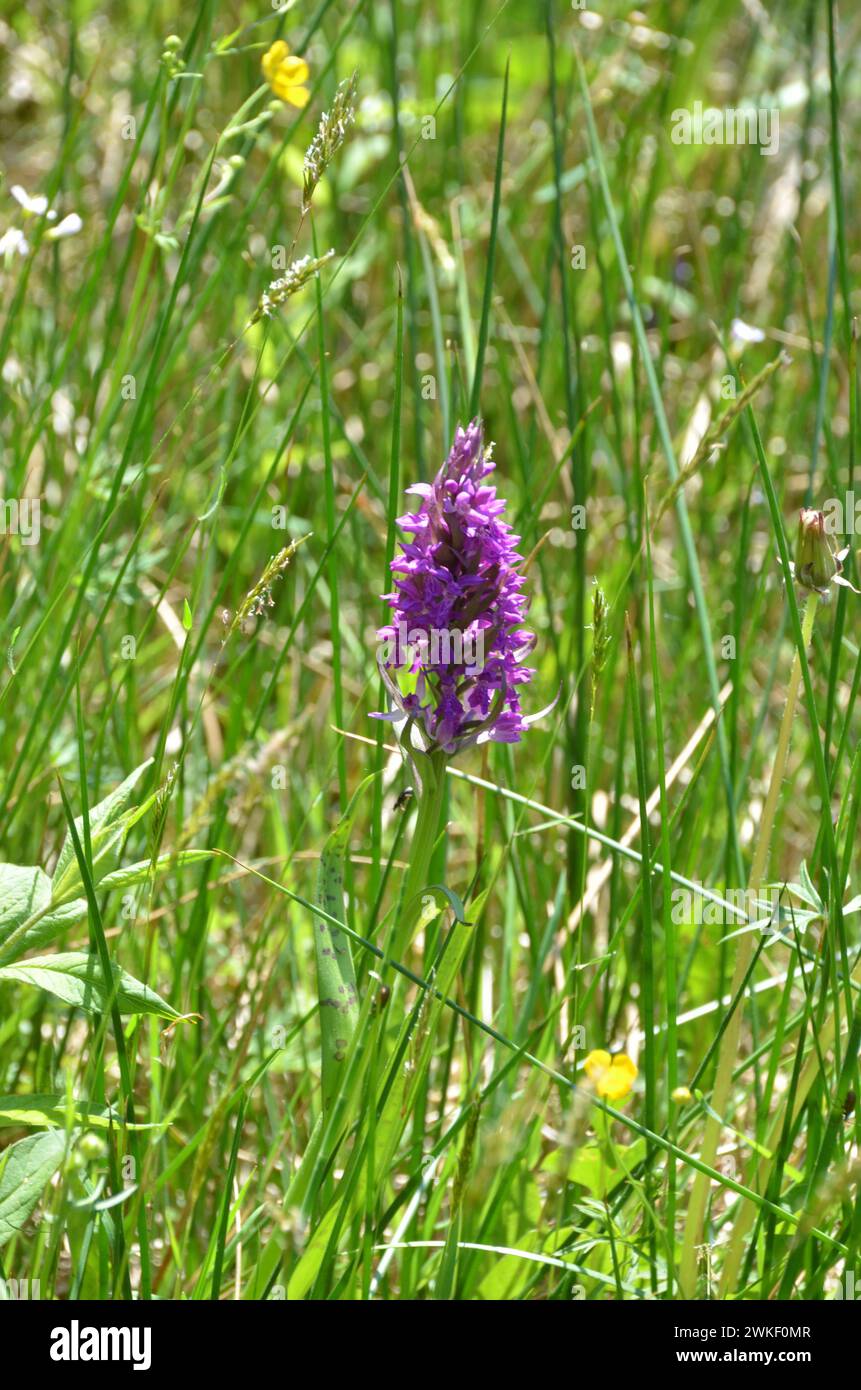 26.05.2018 Orchideenwiese Deutschland/Sachsen Anhalt/Altmark/Altmarkkreis Salzwedel/Stadt Klötze/Orchideenwiese/Moorwaldsenke/Breitblättriges Knabenkraut/violette Blüten *** 26 05 2018 Orchideenwiese Deutschland Sachsen Anhalt Altmark Altmarkkreis Salzwedel Stadt Klötze Orchideenwiese Moorwaldsenke breitblättrige Orchideenblüten purpurpurpurblumen Stockfoto