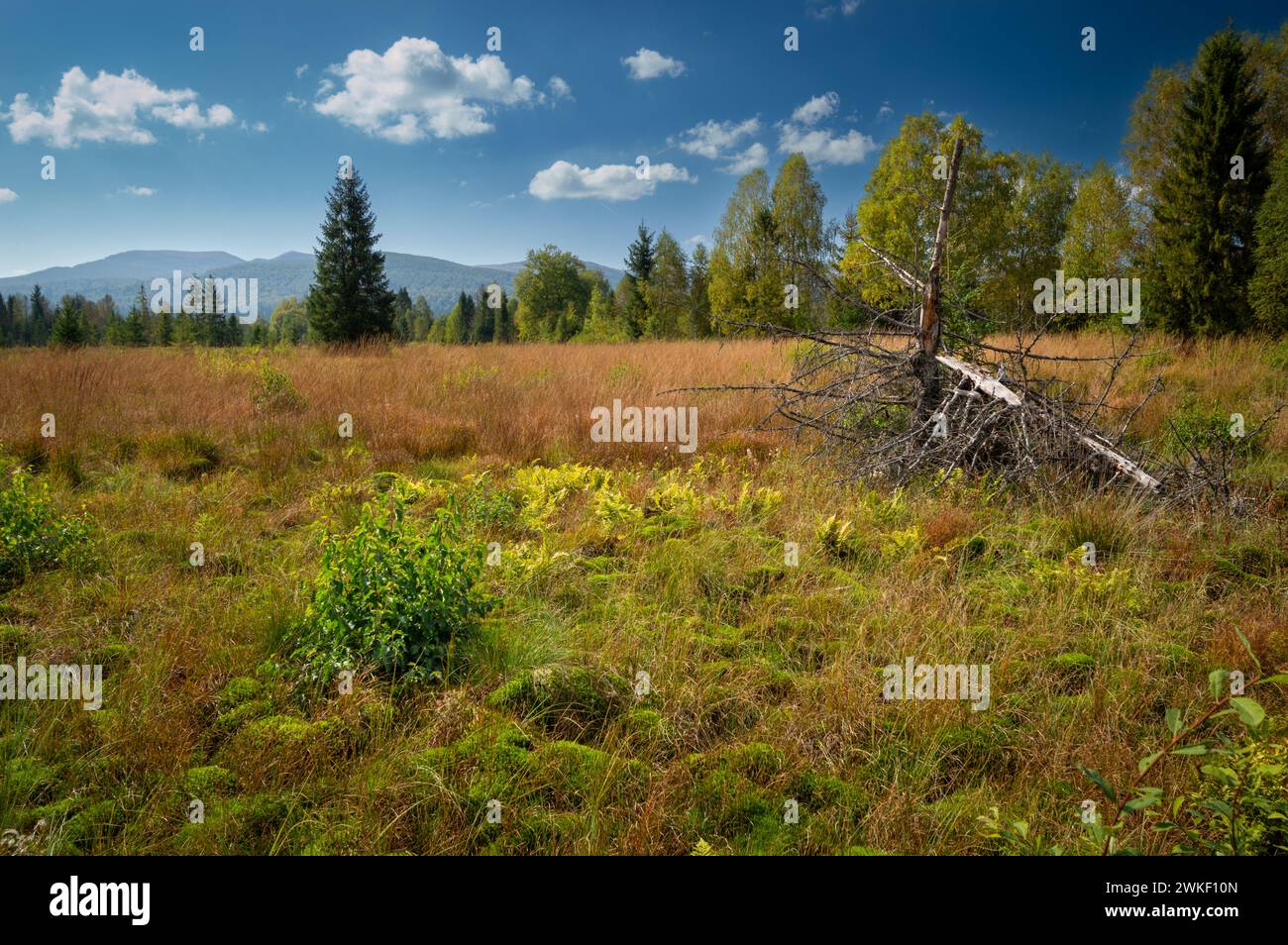 Torfmoor Tarnawa. Torfmoor-Habitat, Tarnawa Wyzna, Bieszczady, Bieszczady Nationalpark, Äußere Ostkarpaten, Polen Stockfoto