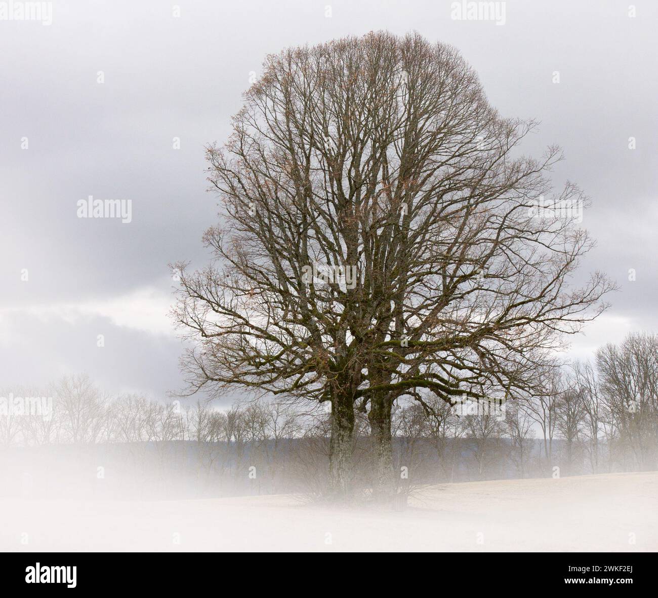 Bild vom Dreifaltigkeitsberg, zwei Bäume auf dem Hochplateau, in Nebel gehüllt, erwecken ein mystisches Ambiente. Stockfoto