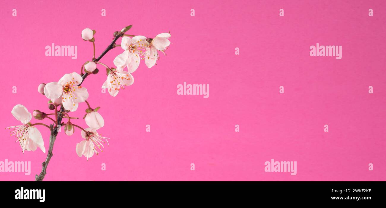 Kirschblüten auf Zweig, Frühlingshintergrund oder Vorlage mit großem Kopierraum Stockfoto