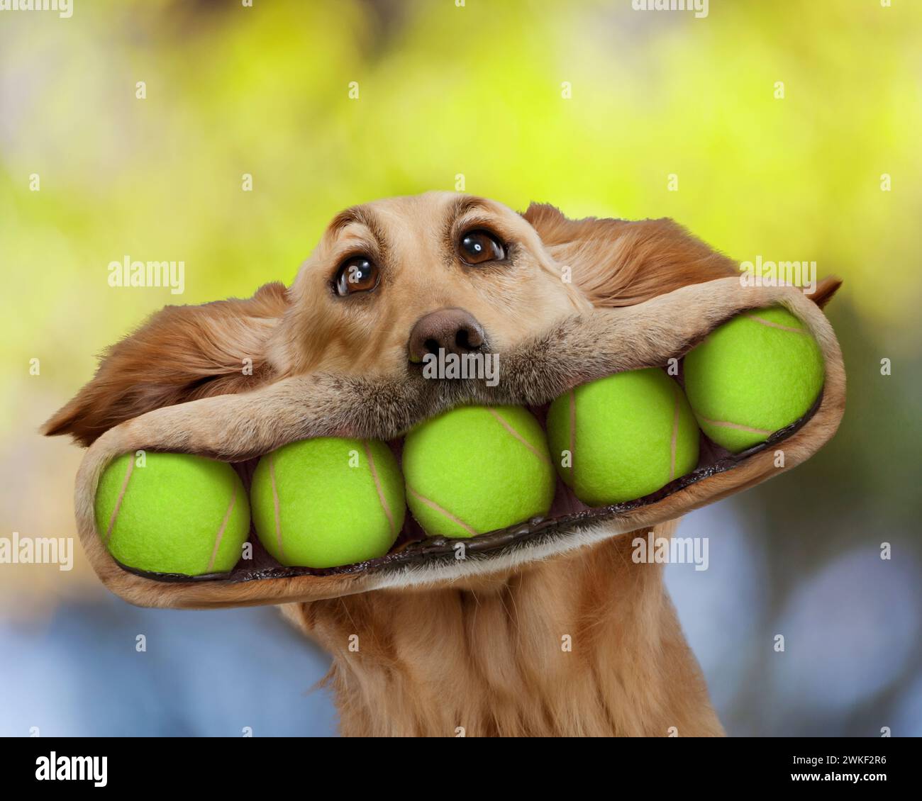 Ein lustiger Golden Retriever-Hund hat fünf Tennisbälle im Mund, in einem Bild von Überfluss, Enthusiasmus, Hundeverhalten und mehr. Stockfoto