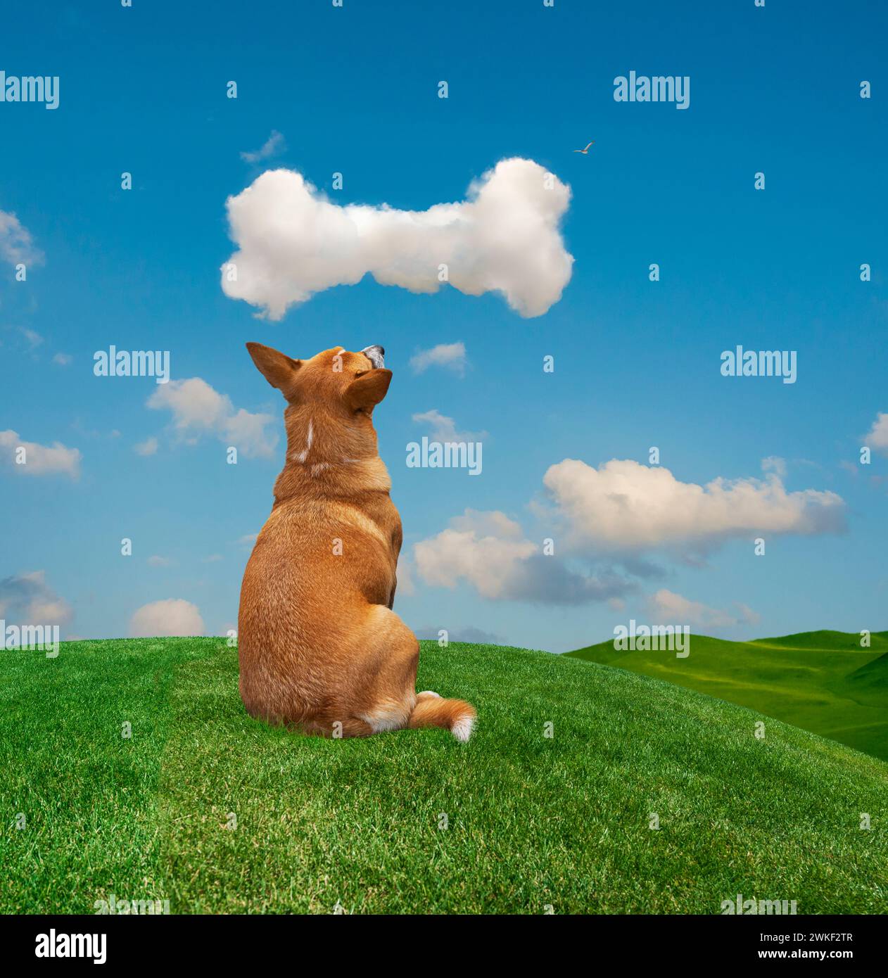 Ein Hund sitzt auf einem grasbewachsenen Hügel und starrt sehnsüchtig auf eine knochenförmige Wolke über dem Kopf in einem lustigen Bild über Wünsche, Träume und Möglichkeiten. Stockfoto