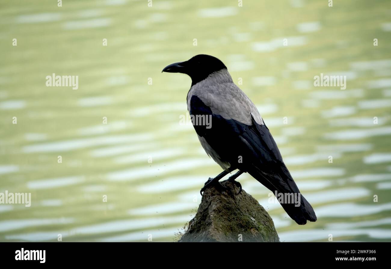 Die Krähe thront auf einem spitzen Felsen, mit ihrem schlanken Körper und ihren gefalteten Flügeln, die sich von den leichten Wellen des Wasserhintergrundes abheben Stockfoto