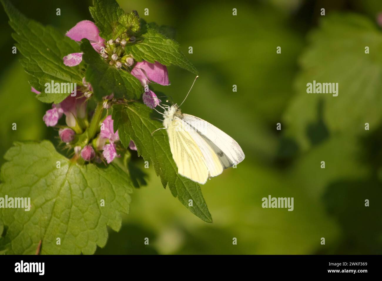 Weißer Schmetterling, möglicherweise von der Kohlart, auf grünen Blättern inmitten rosa Blüten Stockfoto