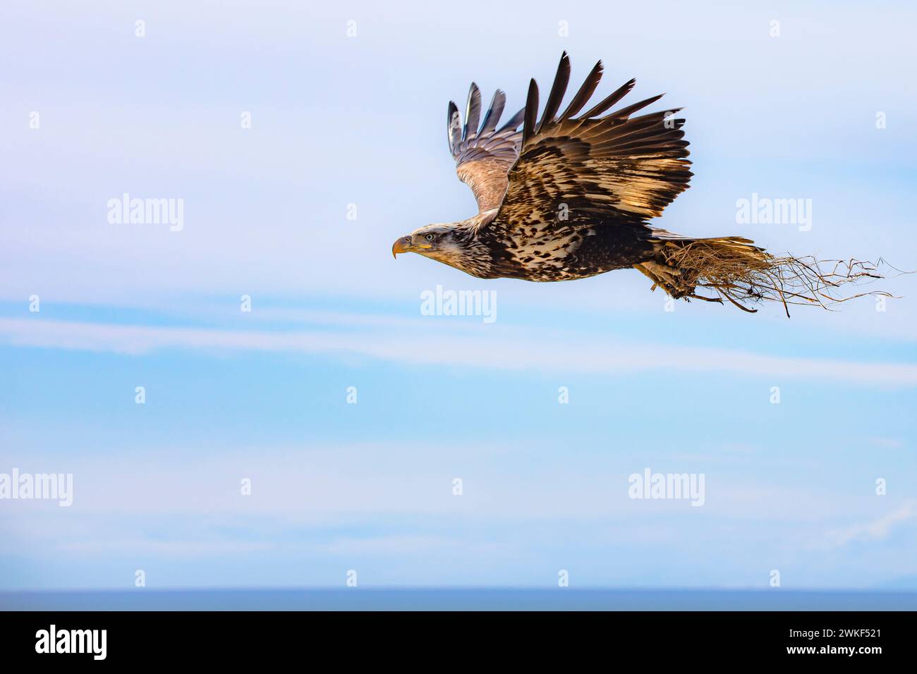 Fliegender Adler mit Strohhalm Stockfoto