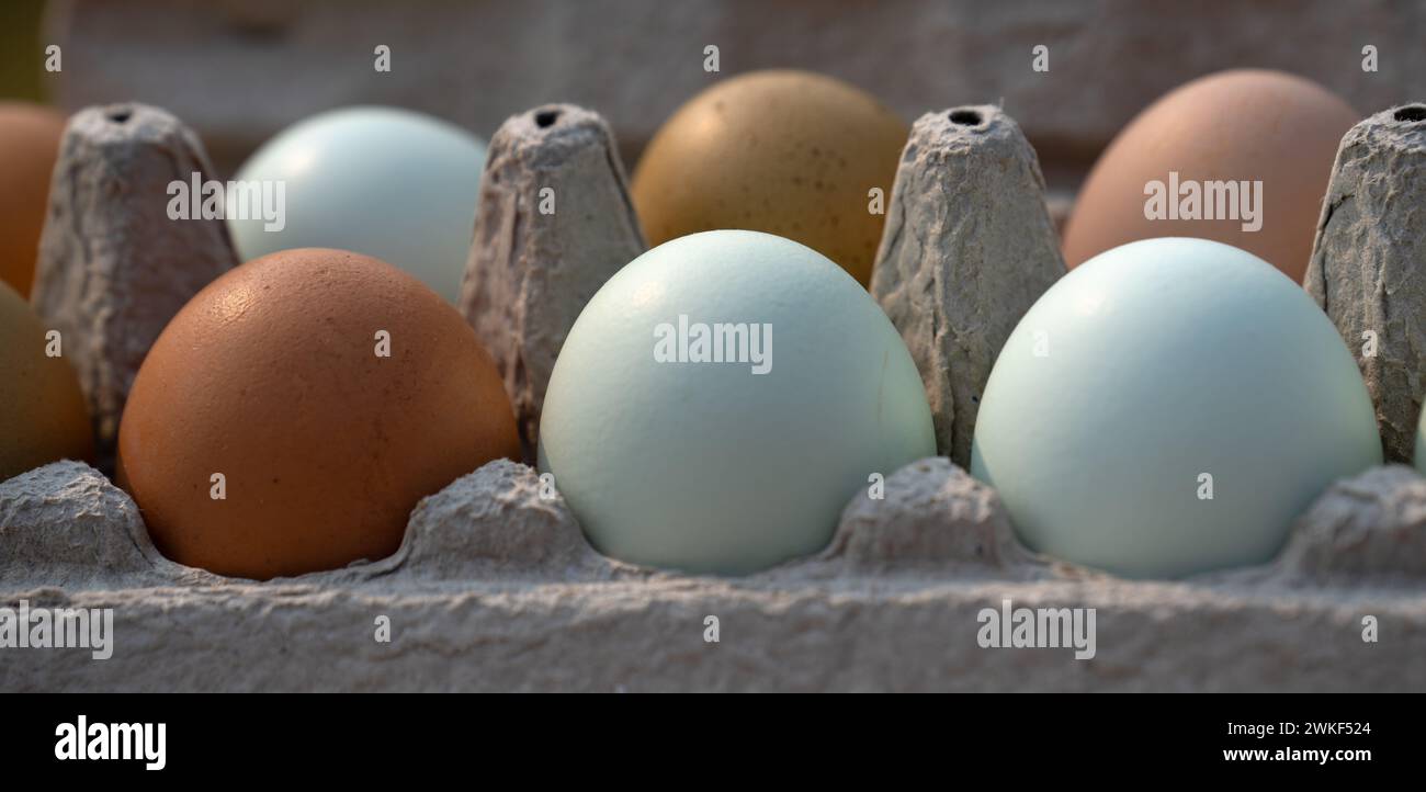 Braune und blaue Eier im Eierkarton Schließen Sie gesunde nahrhafte organische farbige Eier in Kartonverpackung Stockfoto