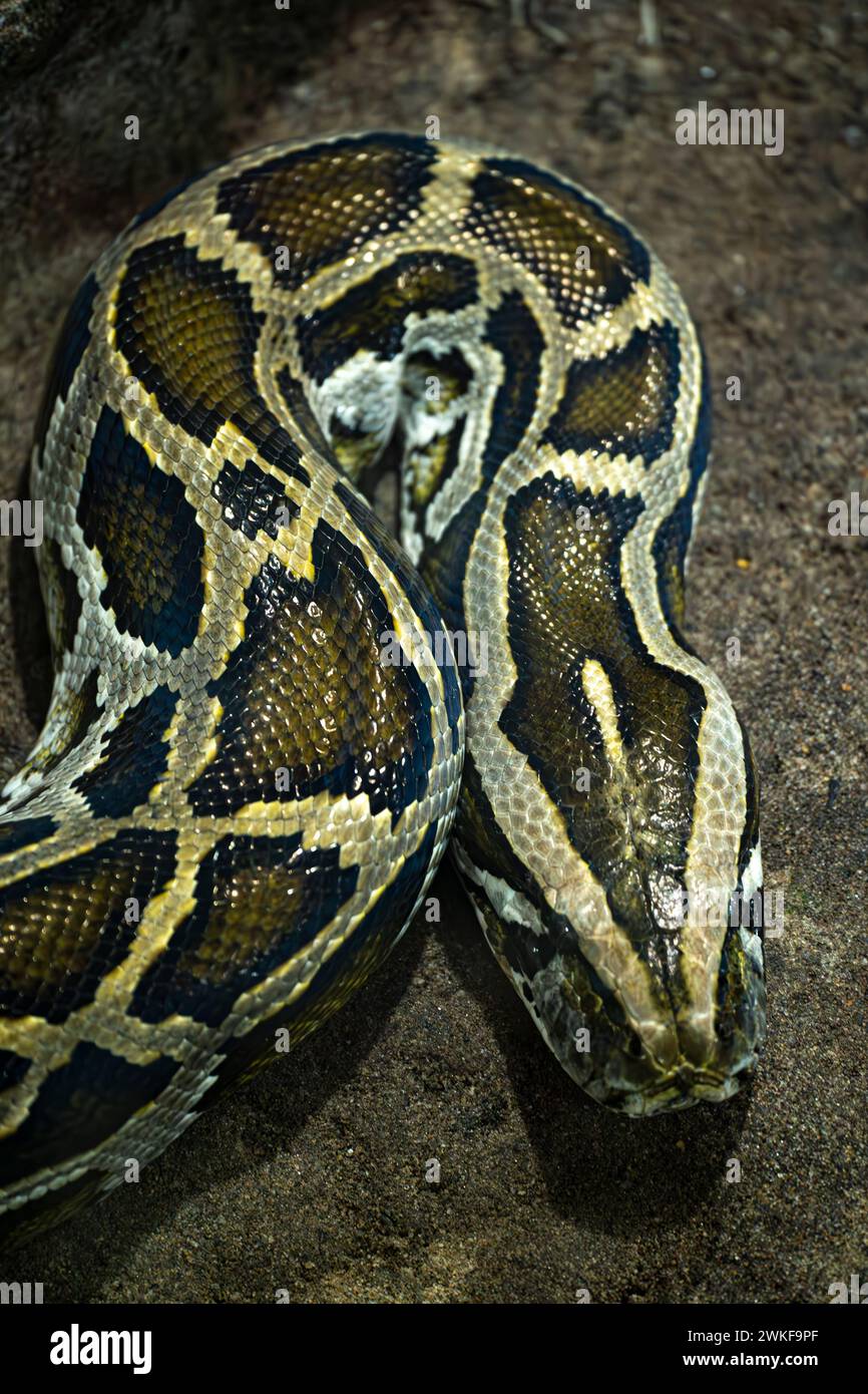 Python bivittatus mit Nahaufnahme an Kopf und Hautbild Stockfoto