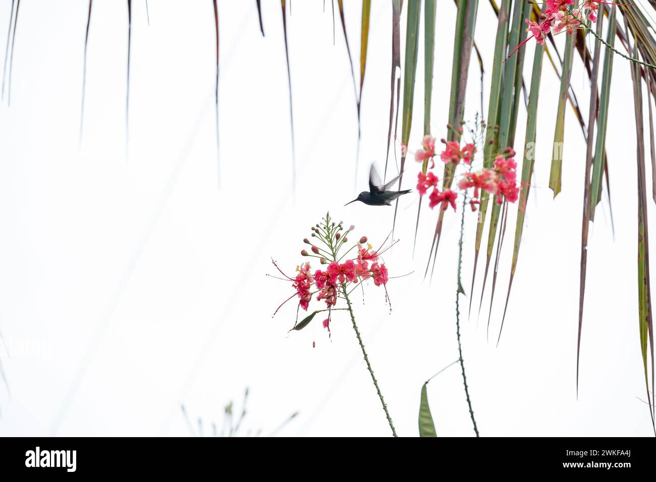 Brasilianischer Kolibri fliegt von Pfauenblume zu Pfauenblume Stockfoto