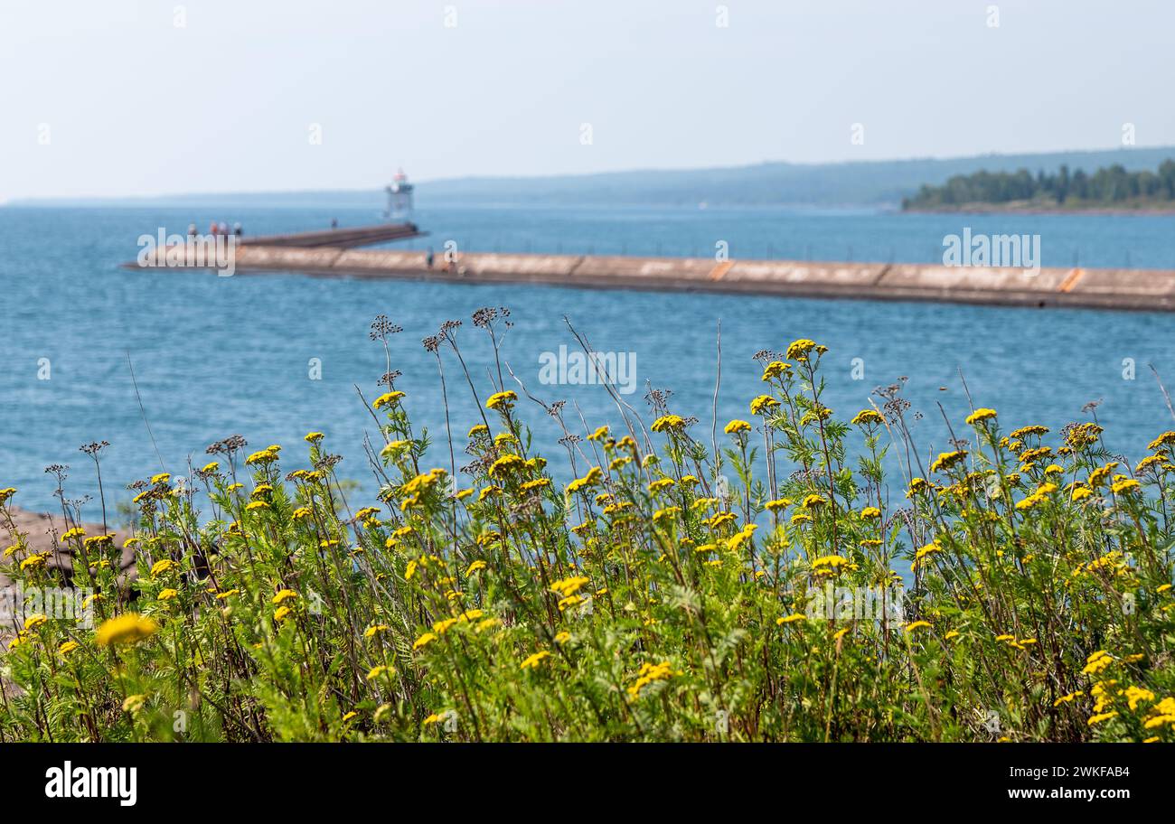 Yellow tansy Flowers Nahaufnahme, mit Lighthouse Jetty am Lake Superior aus dem Fokus, in Two Harbors, Minnesota an einem sonnigen Tag. Stockfoto