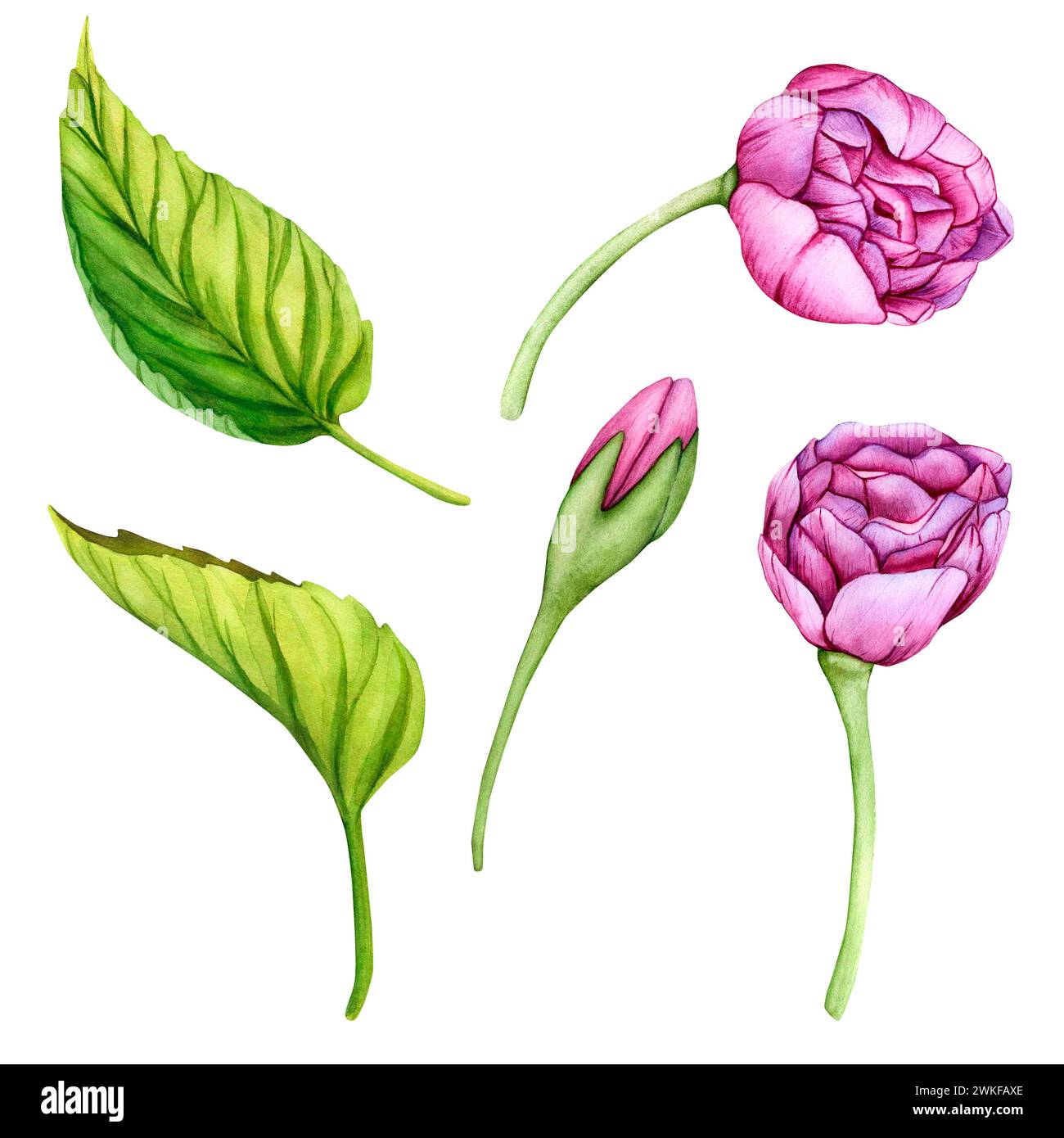 Rosafarbene japanische Sakura-Blüten. Aquarellset der botanischen Illustration. Handgezeichnete Blütenknospen, Blütenblätter und Blätter von Kirschblüten Stockfoto