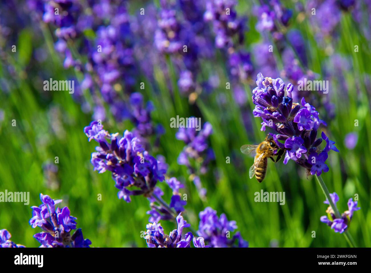 Eine Biene, die Tektars aus violettem Lavendel erntet. Die Biene hält die Pflanze im Flug fest. Sie können viele andere Lavendelpflanzen und grüne L Stockfoto