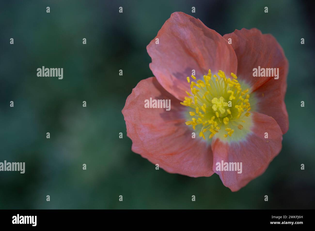 Islandmohn, Arctic Mohn, Papaver nudicuale, blühend im Hüttengarten, Nahaufnahme, Makroaufnahme, detailliert Stockfoto