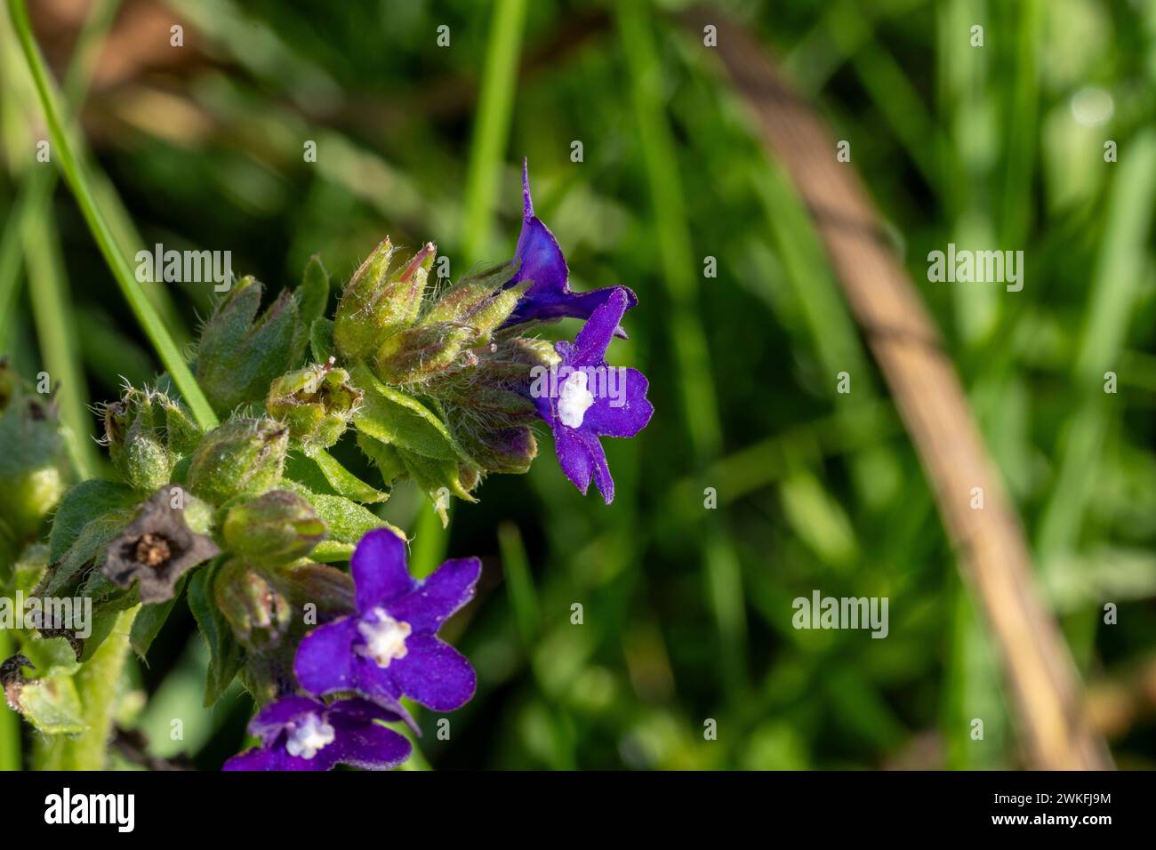 Anchusa officinalis Familie Boraginaceae Gattung Anchusa Gemeine Bugloss wilde Naturblume Stockfoto