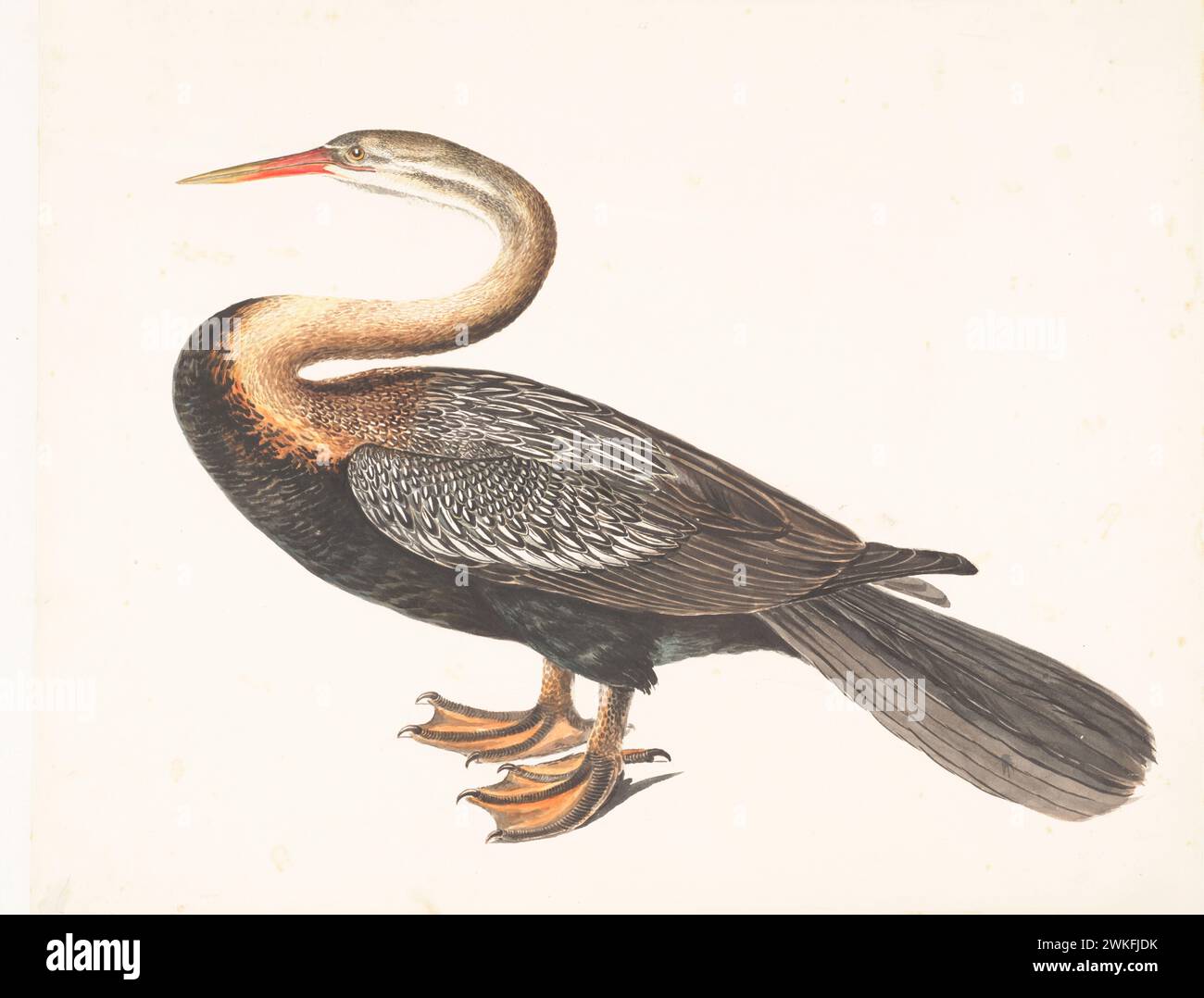 Orientalischer Darter (Anhinga melanogaster) von Gwillim Elizabeth aus dem Jahr 1801 Stockfoto