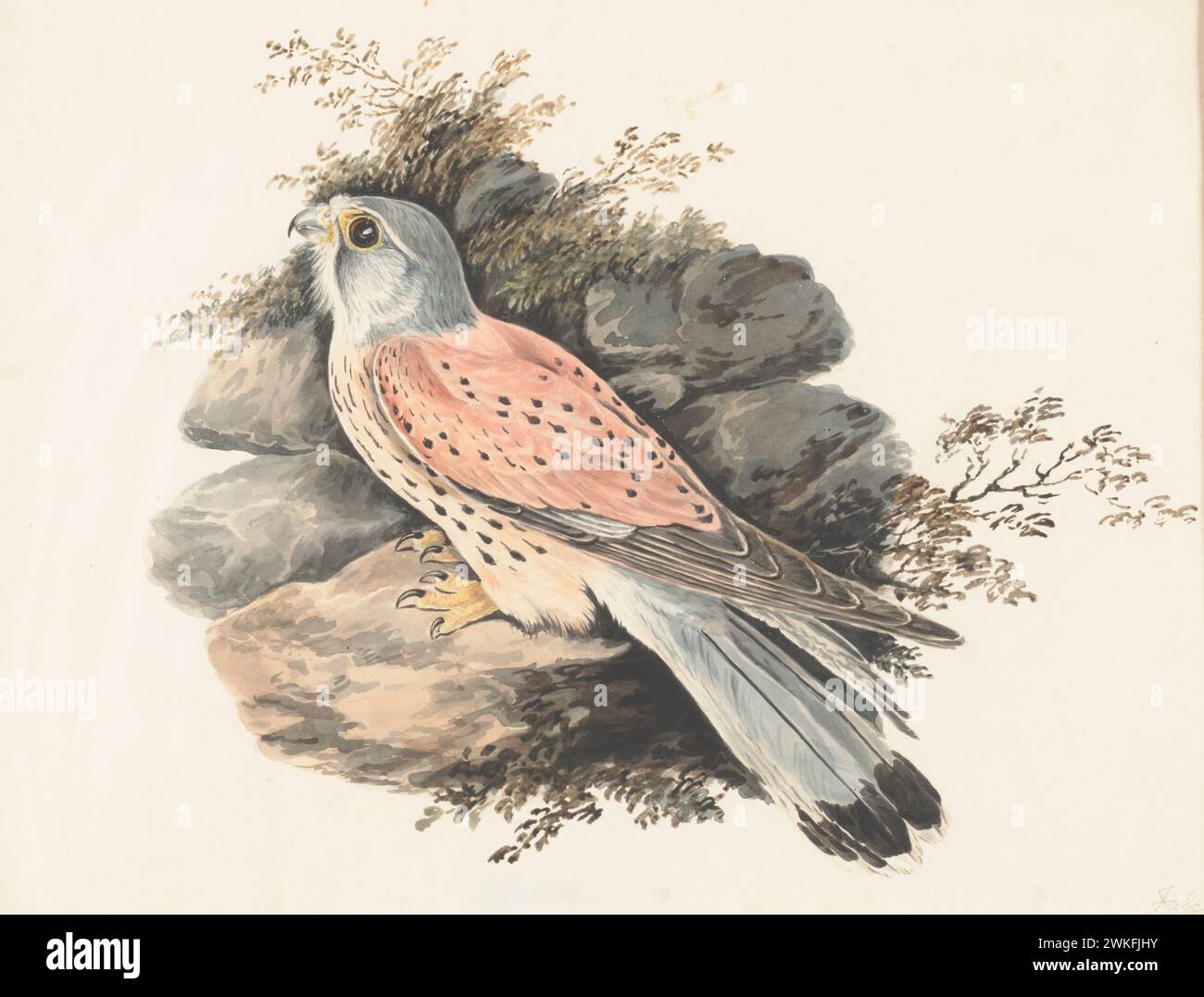 Gemeiner Kestrel, Falco Tinnunkulus, von Gwillim Elizabethin 1801 Stockfoto