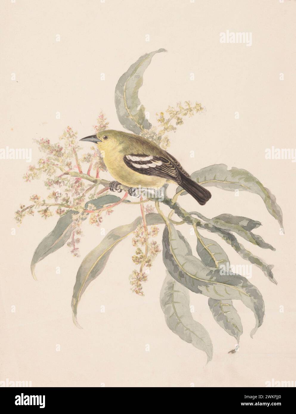 Gewöhnliche Iora (Aegithina tiphia) von Gwillim Elizabeth 1801 Stockfoto