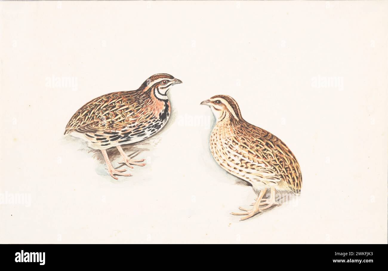 Rain Quail (Coturnix coromandelica) von Gwillim Elizabeth im Jahre 1801 Stockfoto