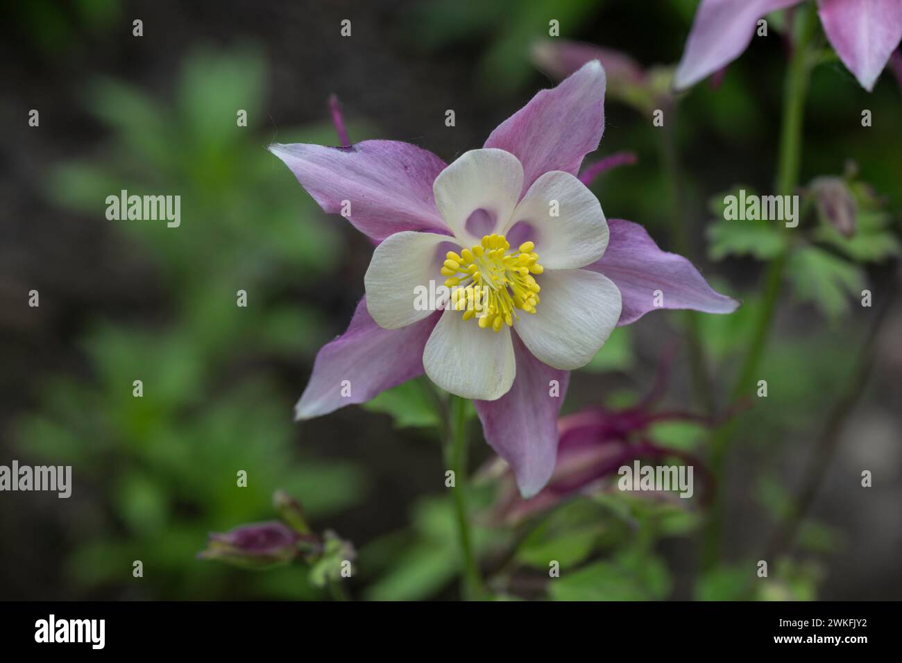 Aquilegia pubescens, Sierra Columbine wächst im Landhausgarten, Brownsburg-Chatham, Quebec, Kanada Stockfoto