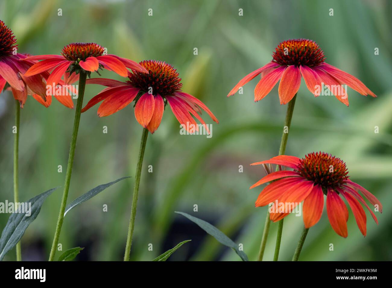 echinacea, Echinacea purpurea, östlich, lila, Coneflower, Nahaufnahme, detailliert Stockfoto