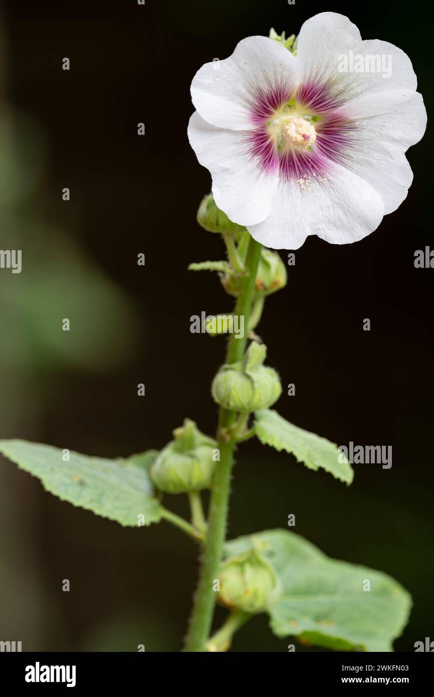 Hollyhock, Alcea rosea, flowerijng i Cottage Garden, Brownsburg-Chatham, Quebec, Kanada Stockfoto