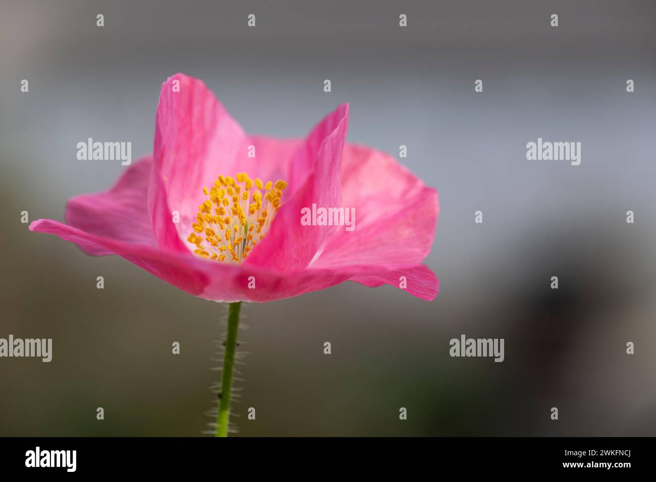Nahaufnahme, Makro,. Blick auf Ice Poppy, Papaver Croceum, wächst in einem Hüttengarten, Brownsburg-Chatham, Quebec, Kanada Stockfoto