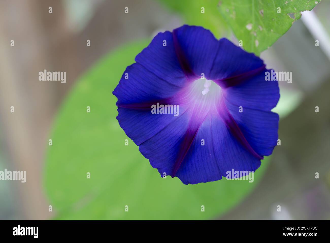 Morning Glory, Ipomoea purpurea, blühend im Sommer, Brownsburg-Chatham, Quebec, Kanada Stockfoto