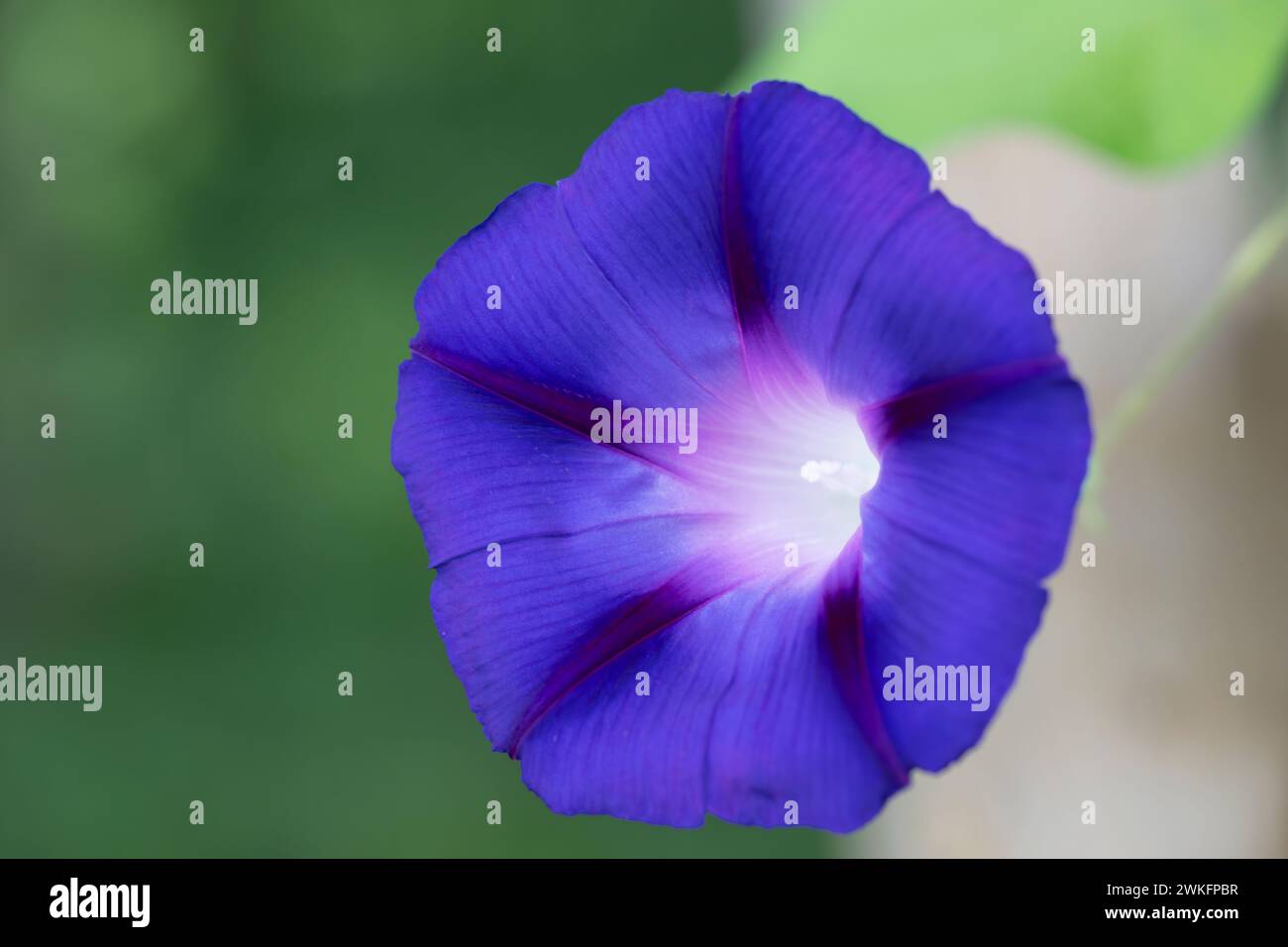 Morning Glory, Ipomoea purpurea, blühend im Sommer, Brownsburg-Chatham, Quebec, Kanada Stockfoto